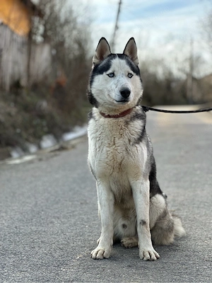 Mascul husky siberian! - imagine 2