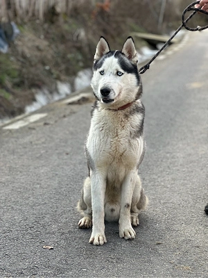 Mascul husky siberian! - imagine 4