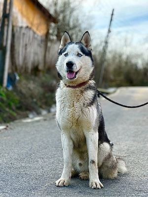 Mascul husky siberian! - imagine 3