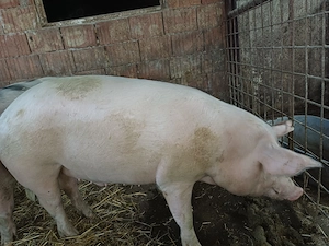 Vând porci pentru sacrificat  - imagine 2