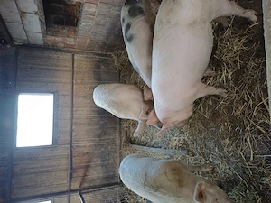 Vând porci pentru sacrificat  - imagine 4