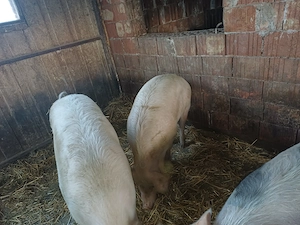 Vând porci pentru sacrificat 