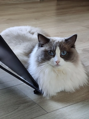 Vând pisica ragdoll 