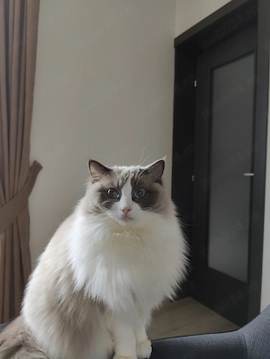 Vând pisica ragdoll  - imagine 2