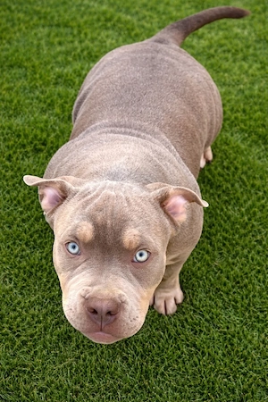 American bully pocket 
