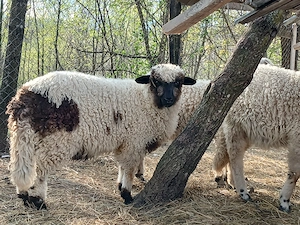 De vanzare  3 mielute ,1 berbec 