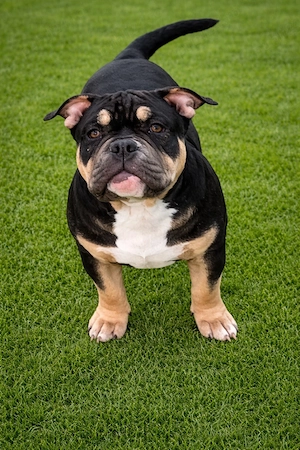 American bully pocket 