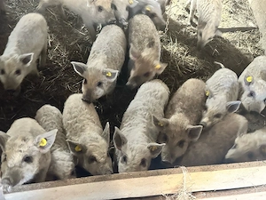 Purcei mangalita  - imagine 5