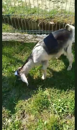 Schimb țap de 3 luni cu edita tot agnolubiana  - imagine 3