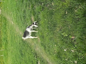 Schimb țap de 3 luni cu edita tot agnolubiana  - imagine 5