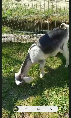 Schimb țap de 3 luni cu edita tot agnolubiana  - imagine 2