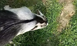 Schimb țap de 3 luni cu edita tot agnolubiana  - imagine 4