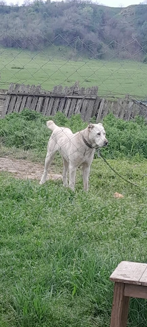 Ciobanesc asia central - imagine 3