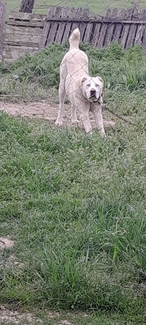 Ciobanesc asia central - imagine 4