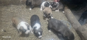 Vând pui ciobănesc caucazian - imagine 2