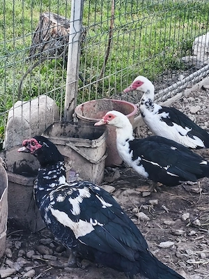 Vând familie rațe mute 