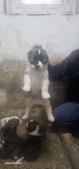 Vând pui ciobănesc caucazian - imagine 4