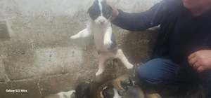 Vând pui ciobănesc caucazian - imagine 5