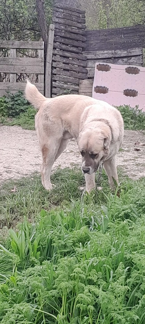 Ciobanesc asia central - imagine 5