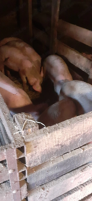 Porci de vanzare  - imagine 2