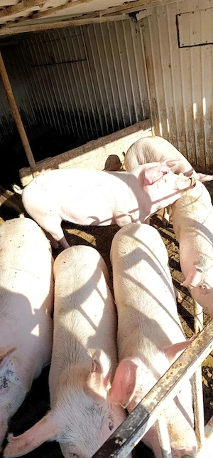 Scroafă rasă carne