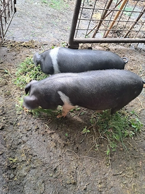 Disponibile 2 purcele bazna 