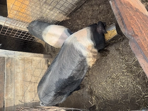 Vând porc Bazna Original