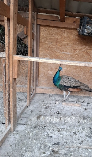 Vând păuni umar negru si standard