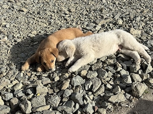  Nu cerem mult.. doar o șansă. 