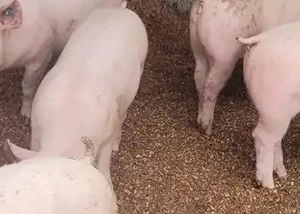 purcei  pietran  landras