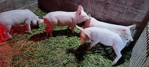 vând purcei - imagine 3