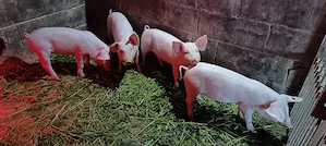 vând purcei - imagine 4