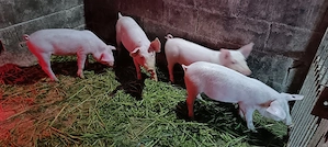 vând purcei - imagine 2