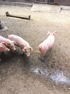 Purcei de vanzare 6 săptămâni nr   - imagine 5