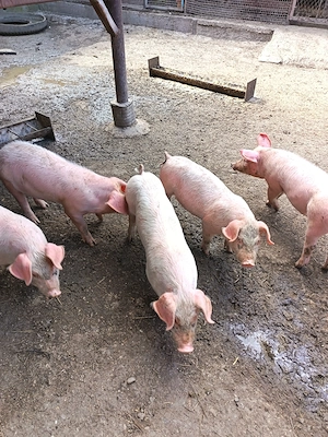 Purcei de vanzare 6 săptămâni nr   - imagine 3