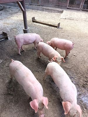 Purcei de vanzare 6 săptămâni nr   - imagine 4