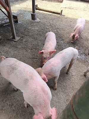 Purcei de vanzare 6 săptămâni nr  