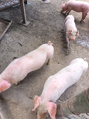 Purcei de vanzare 6 săptămâni nr   - imagine 2