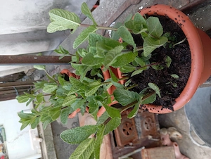 Menta olandeză proaspătă 