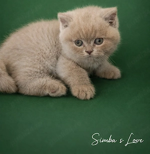 Motănel British lilac 