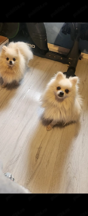 Pomeranian toy super - imagine 4