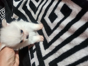 Pomeranian toy super - imagine 2