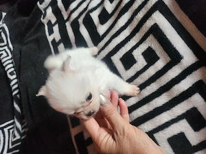 Pomeranian toy super - imagine 3