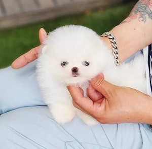 pomeranian tip ursuleț