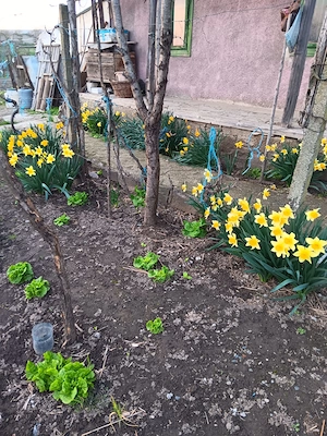 Buna ziua ! Vand casa in comuna ,Dunavat de Sus ,Tulcea !  - imagine 4