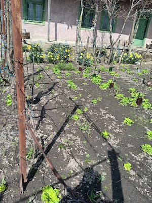 Buna ziua ! Vand casa in comuna ,Dunavat de Sus ,Tulcea !  - imagine 5