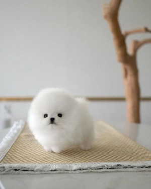 pomeranian mini toy ursuleț