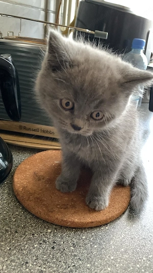 Pui British Fold Mascul de 9 Saptamani - imagine 2