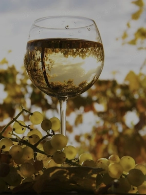 Vin alb de casă- sec