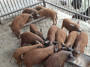 Purcei Mangalița Autentic